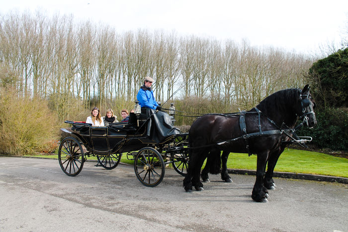 Trasura cu Fresieni deosebiti-65y