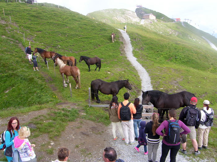 Turistii si caii la munte