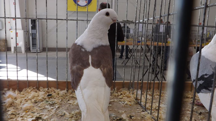 MEWKA NIEMIECKA 93 PKT - pigeons show 2016 year