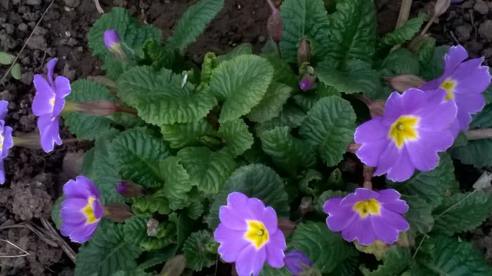 WP_20160314_17_38_37_Pro