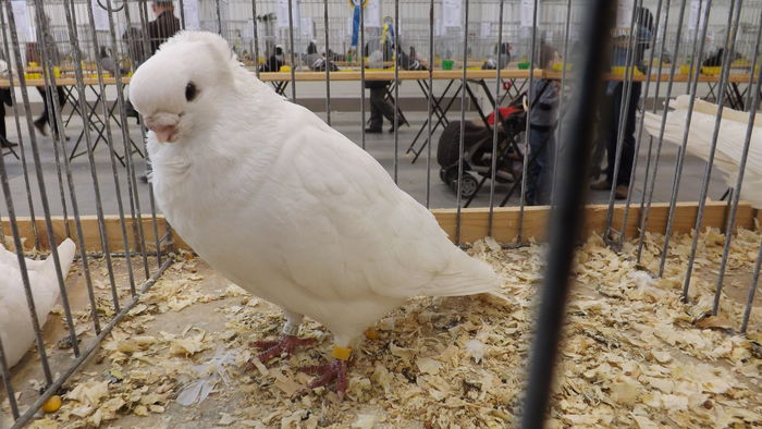 MEWKA STARONIEMIECKA 95 PKT - pigeons show 2016 year