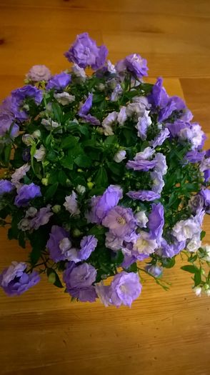 WP_20160306_13_34_01_Pro