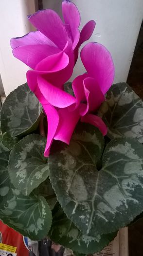 WP_20160306_13_37_56_Pro