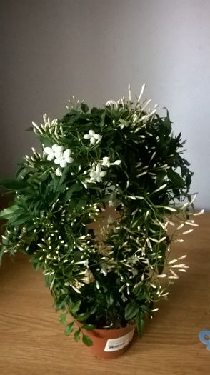 WP_20160312_09_15_26_Pro