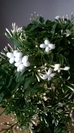 WP_20160312_09_15_53_Pro