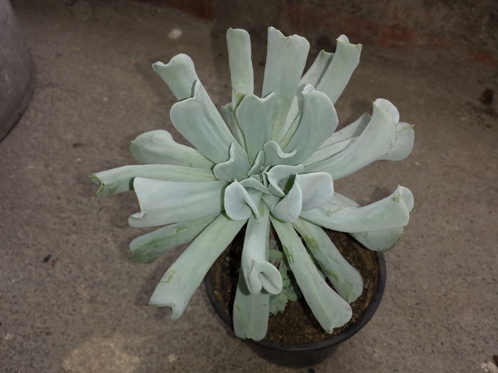 Trimis la - Melinda Maria Bodescu; Echeveria runyonii
