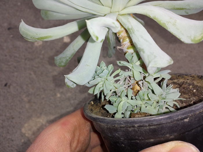 Trimis la - Melinda Maria Bodescu; Echeveria runyonii - Detaliu pentru puii plantei mama.
