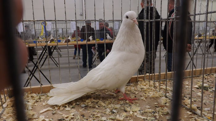 MIKOŁAJOWSKI 92 PKT