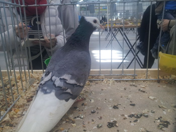 MNICH TURGAWSKI 94 PK - pigeons show 2016 year