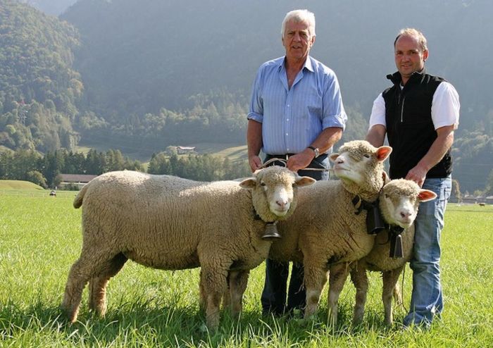 Austriecii si oitele frumoase