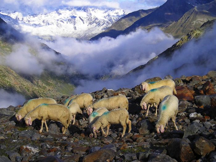 Bergschaf la inaltime da