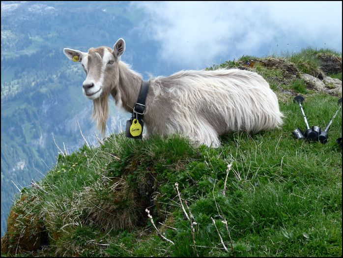 Caprita Toggenburg in varful muntelui-8dg