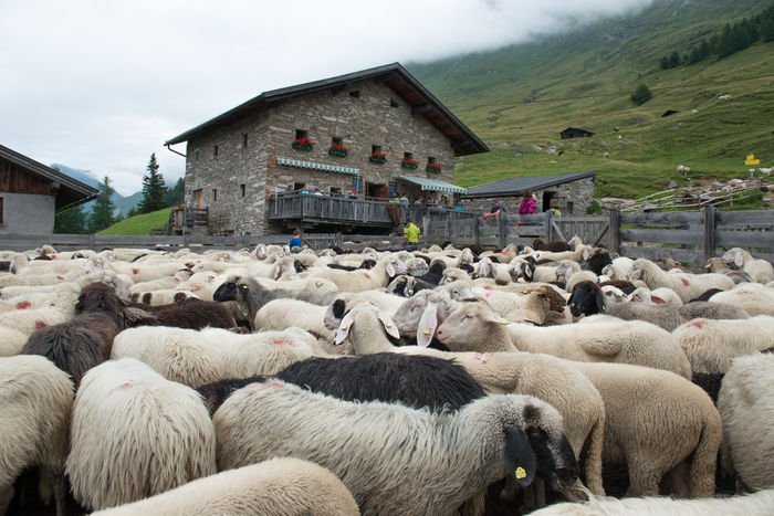 Primavara in munte - Rase de oi si capre poze deosebite 10