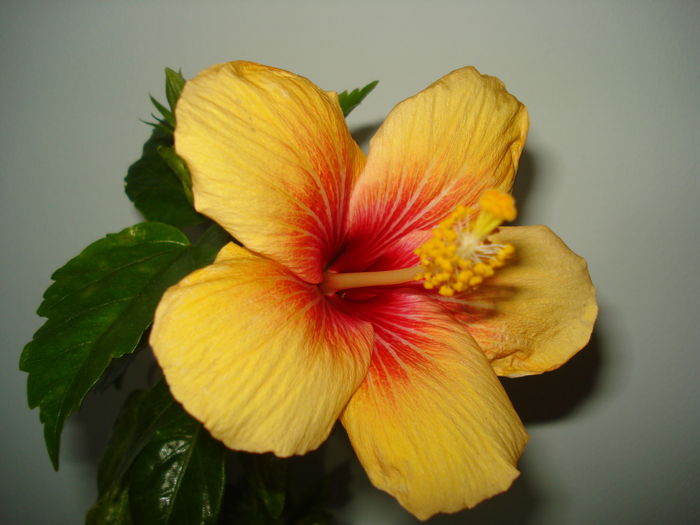 DSC04765 - Hibiscus Cuban Variety