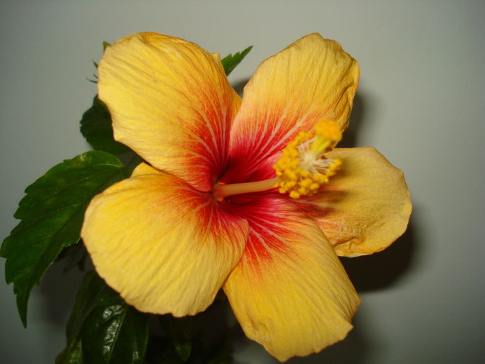 DSC04766 - Hibiscus Cuban Variety