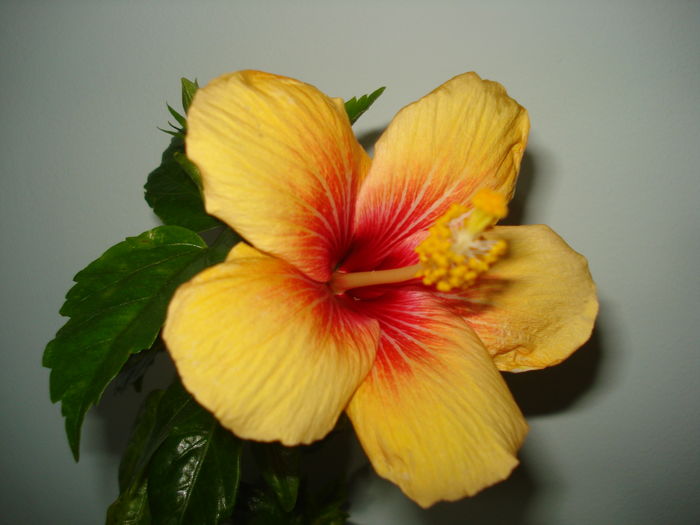 DSC04768 - Hibiscus Cuban Variety