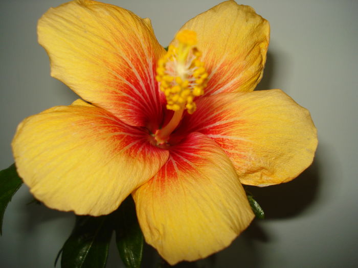 DSC04769 - Hibiscus Cuban Variety
