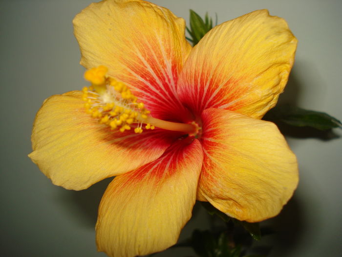 Cuban Variety - FLORI 2016