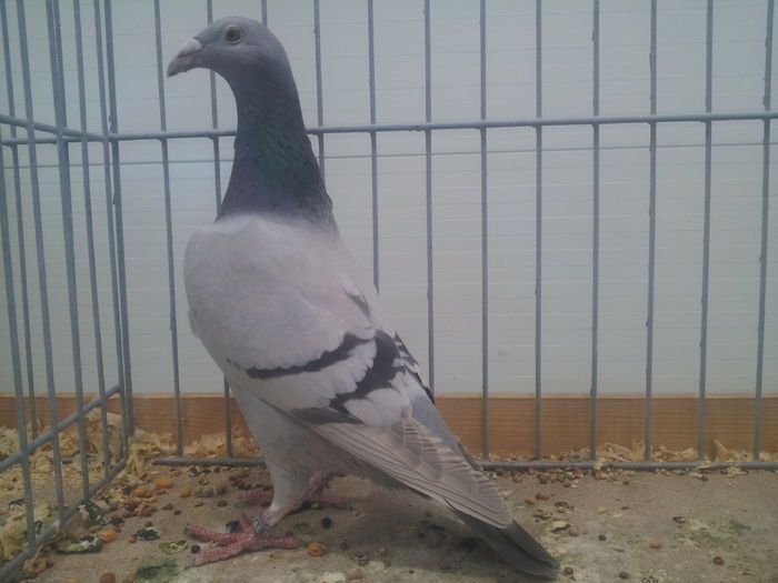 POLSKI POCZTOWY 95 PKT - pigeons show 2016 year