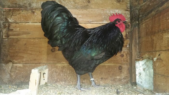 20160315_151559 - Australorp