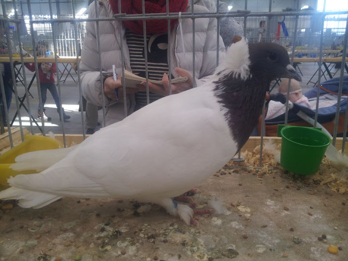 POŁUDNIOWO-NIEMIECKI ZE ŚLINIAKIEM 93 PKT