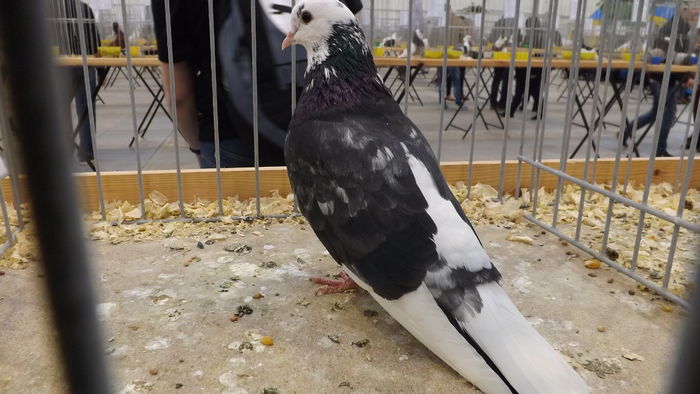ROLLER Z BIRMINGHAM 90 PKT - pigeons show 2016 year