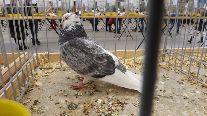 ROLLER Z BIRMINGHAM 93 PKT (2)