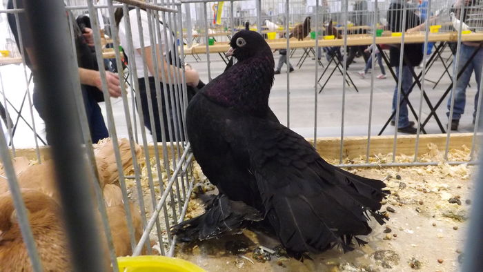 ROSTOWSKI 96 PKT - pigeons show 2016 year