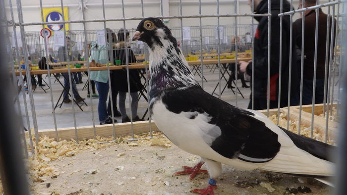 ROZTOCZEŃSKI WYSOKOLOTNY 91 PKT - pigeons show 2016 year