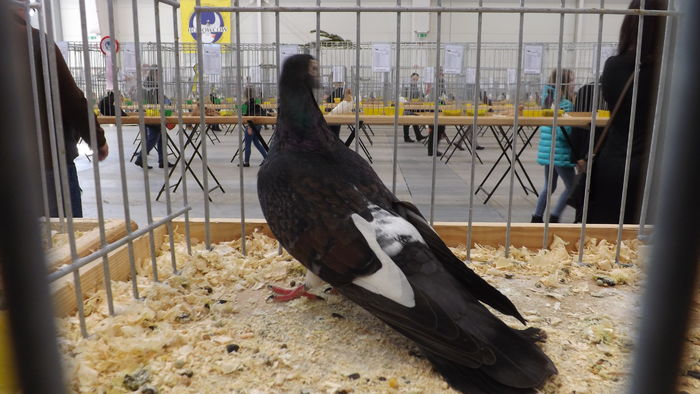 ROZTOCZEŃSKI WYSOKOLOTNY 93 PKT - pigeons show 2016 year