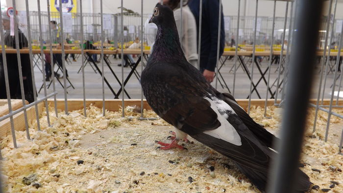 ROZTOCZEŃSKI WYSOKOLOTNY 95 PKT - pigeons show 2016 year