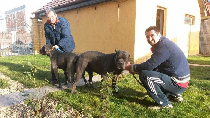 IMG-20160314-WA0001 - Cane corso  blue arad