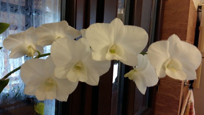 20160313_121829 - Dendrobium phalaenopsis