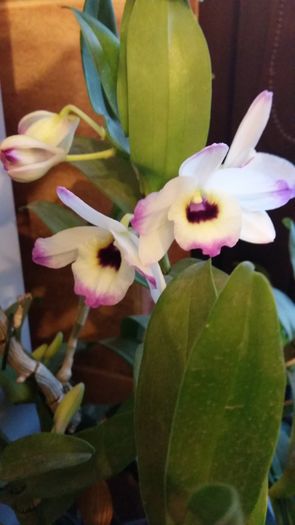 20160228_071712 - Dendrobium nobile