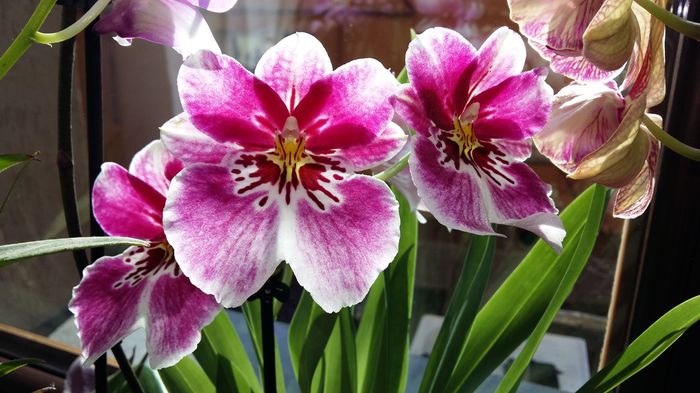 20160305_101921 - Miltonia