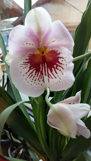 20160309_162433 - Miltonia