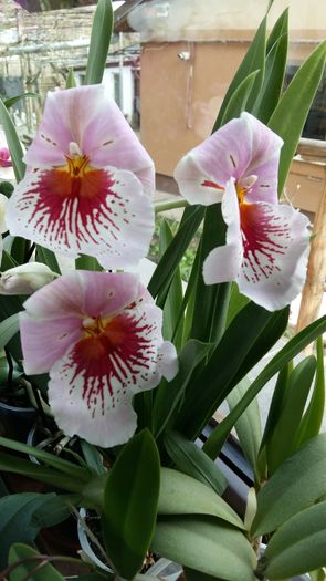 20160310_160523 - Miltonia