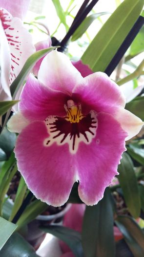 20160313_120735 - Miltonia