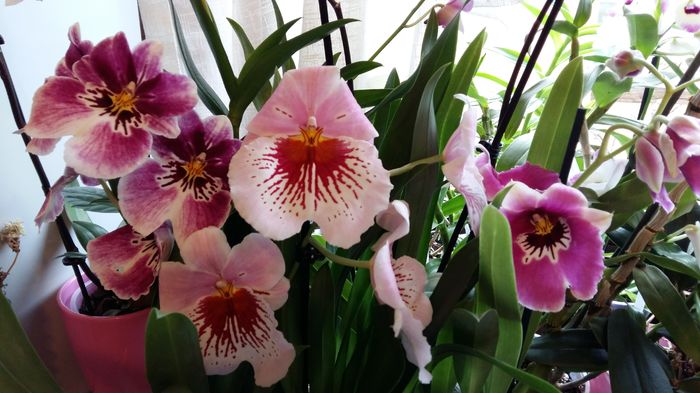 20160313_120745 - Miltonia