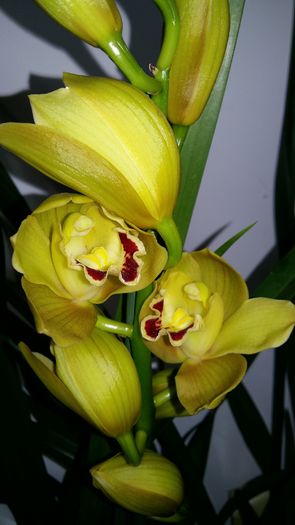 20160316_081841 - Cymbidium