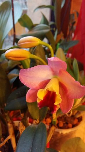 20160228_071554 - Cattleya-Epicattleya-Laelia
