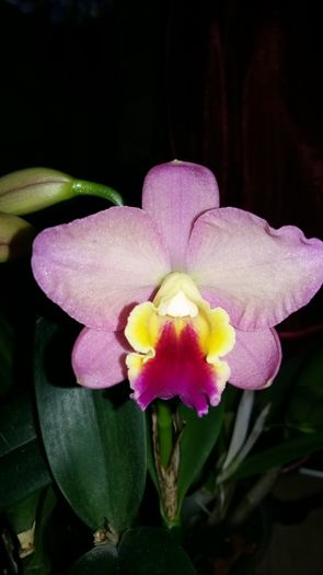 20160228_071751 - Cattleya-Epicattleya-Laelia