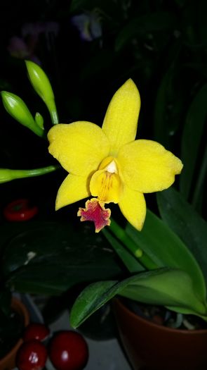 20160303_062300 - Cattleya-Epicattleya-Laelia