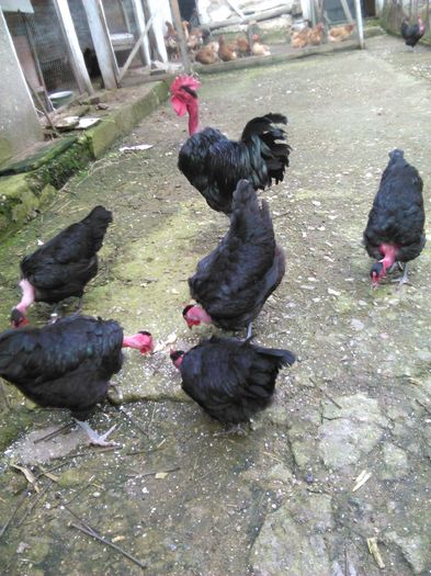 gat golas de transilvania varietatea neagra - GAT GOLAS DE TRANSILVANIA VARIETATEA NEAGRA