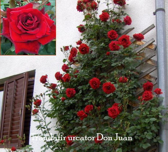 Trandafir Urcator Don Juan