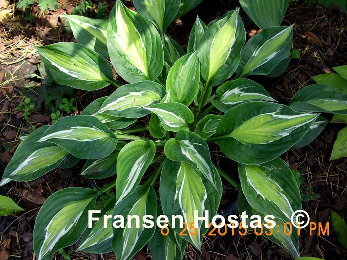 hosta snake eyes, ok; peticom(tibi peter)
