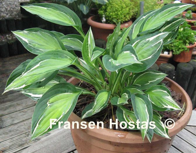 hosta snake eyes - e Comanda plante noi achizitii 2016