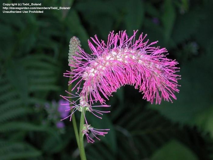 sanguisorba obtusa; peticom(tibi peter)

