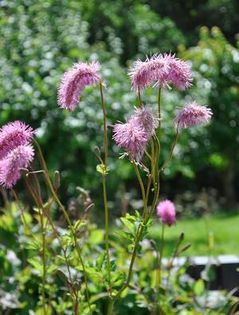 sanguisorba obtusa; peticom(tibi peter)
