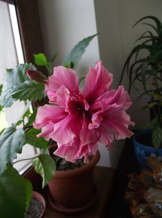 kona - Trandafir japonez - hibiscus